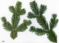 SpeciesSub: var. arizonica